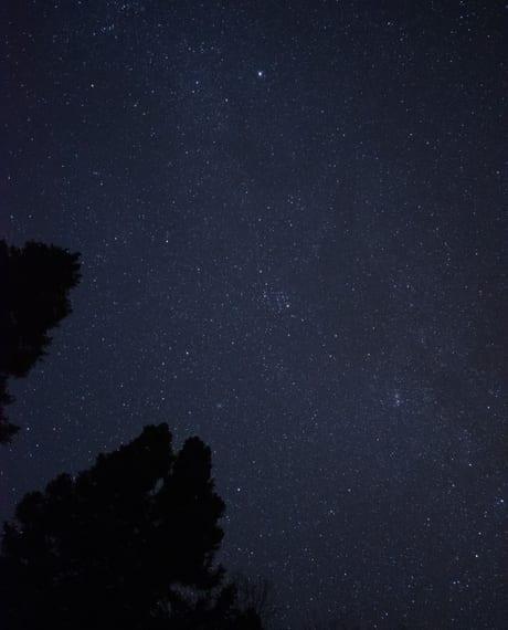 A starry night sky over dark trees