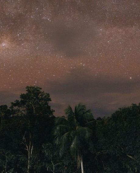 Trees under the Milky Way